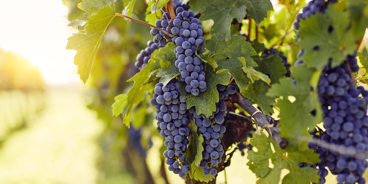 Wine Vineyard Tours-resized